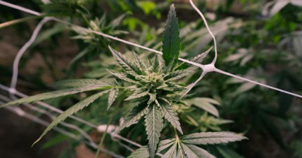 Junge Cannabispflanzen aus feminisiertem Saatgut