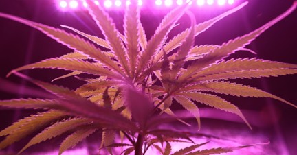Cannabispflanze in der Blütephase