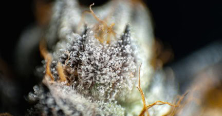 Trichome einer Cannabisblüte unter Vergrößerung