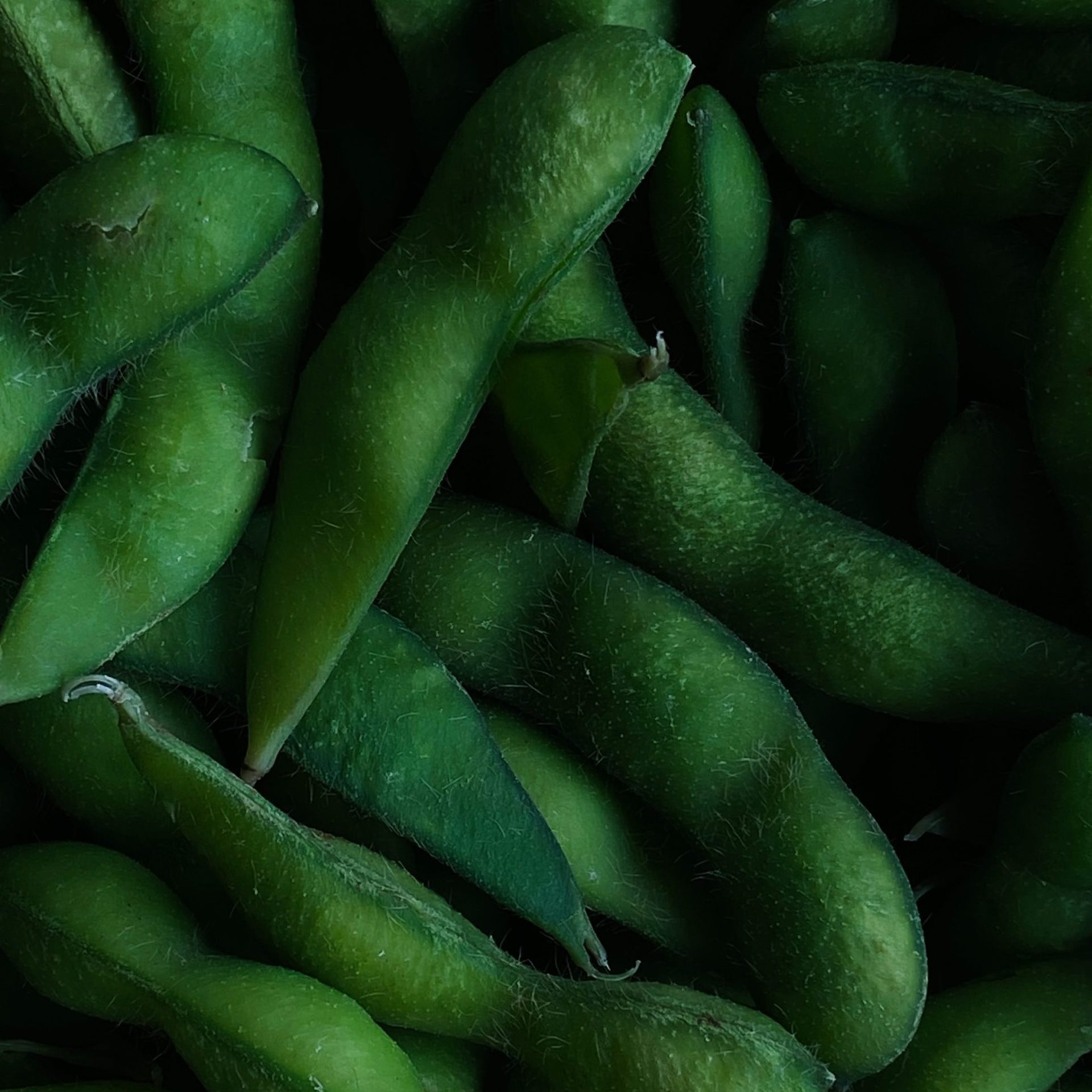 Edamame freshly cooked, unsalted