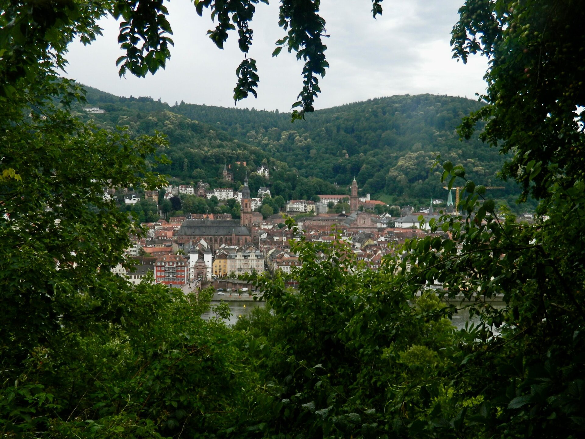 Blick durch Bäume auf die Heidelberger Altstadt