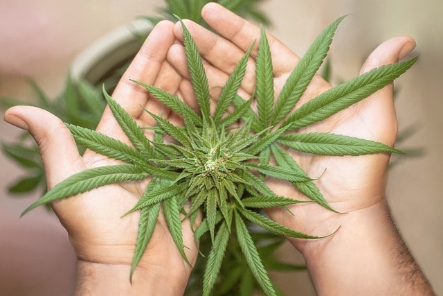 CBD-Produkte und Cannabis-Blüten in Heidelberg