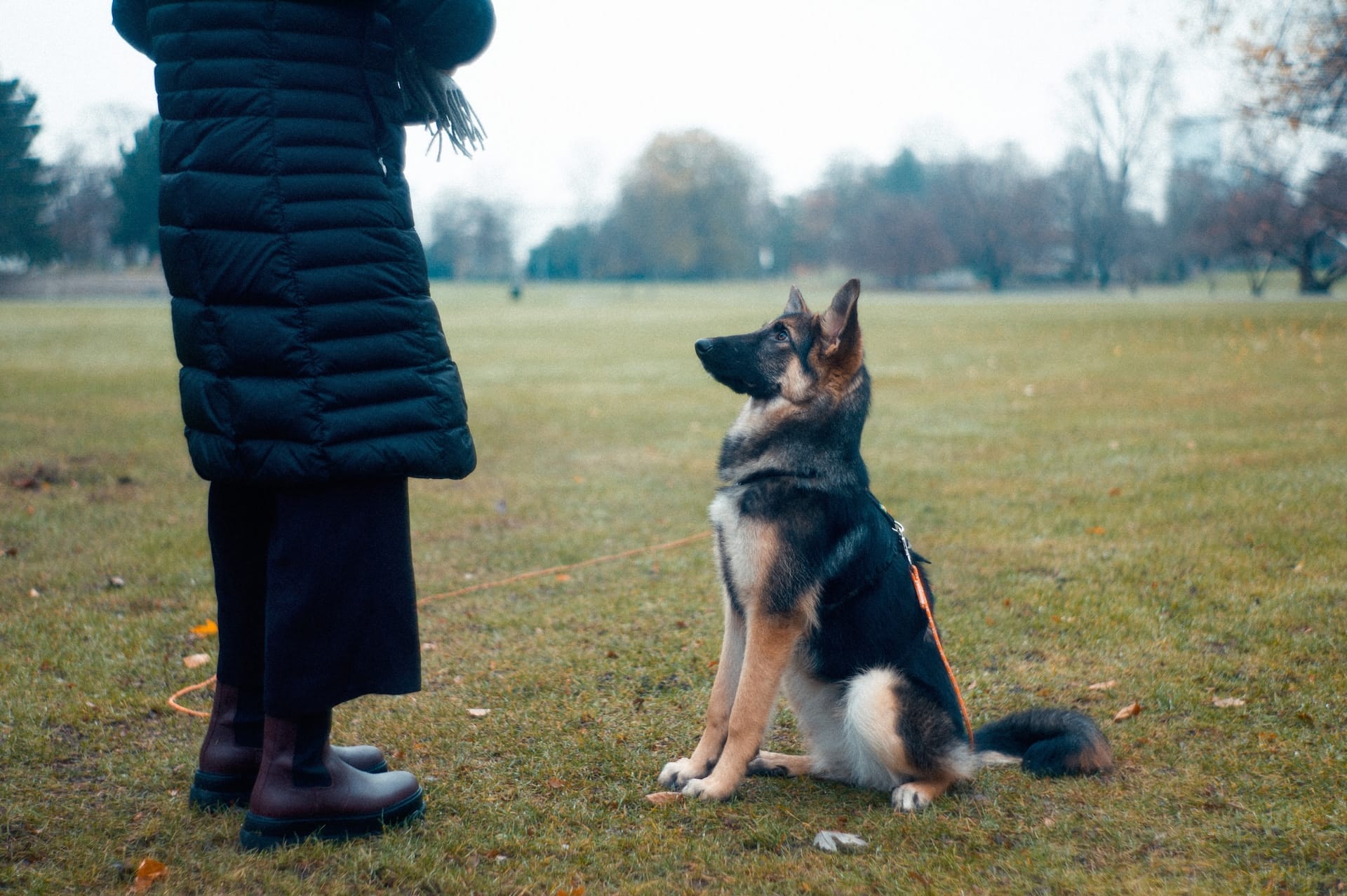 Person im Mantel mit Schäferhund auf einer Wiese