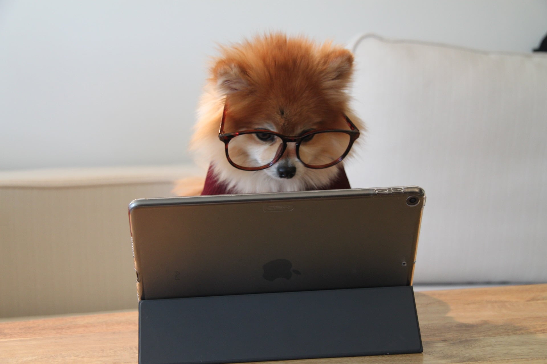 Kleiner Hund mit Brille vor einem Tablet