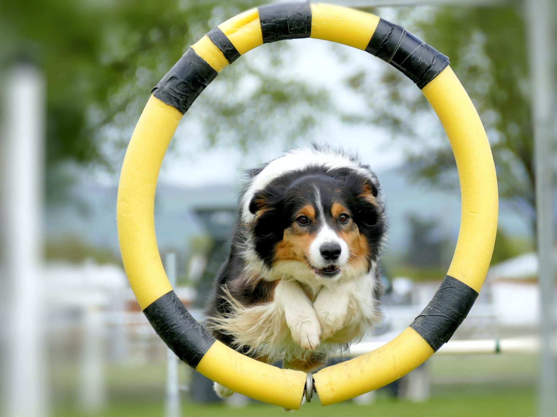 Hund springt beim Training durch einen Reifen