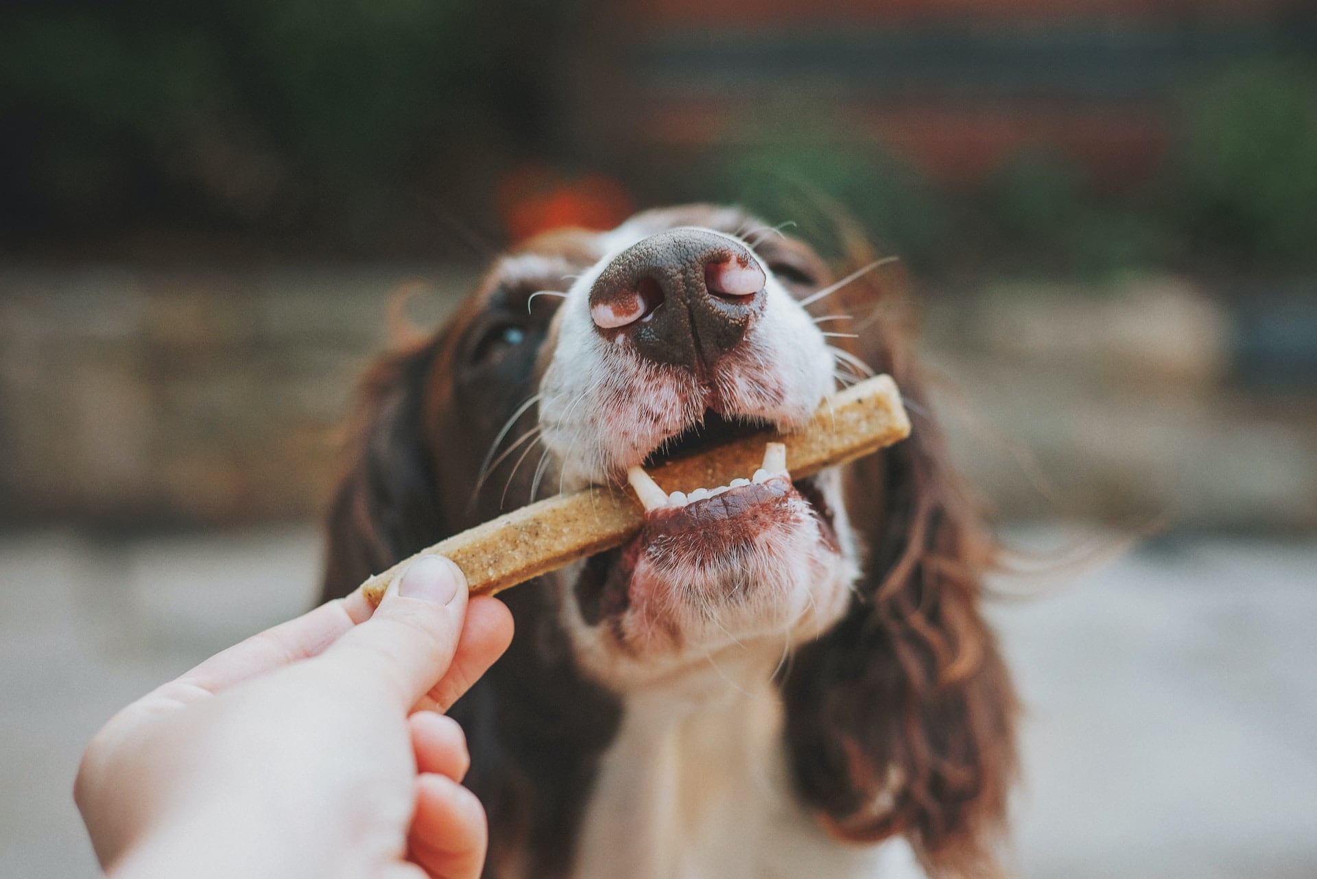 Positive Verstärkung mit Leckerlis beim Hundetraining
