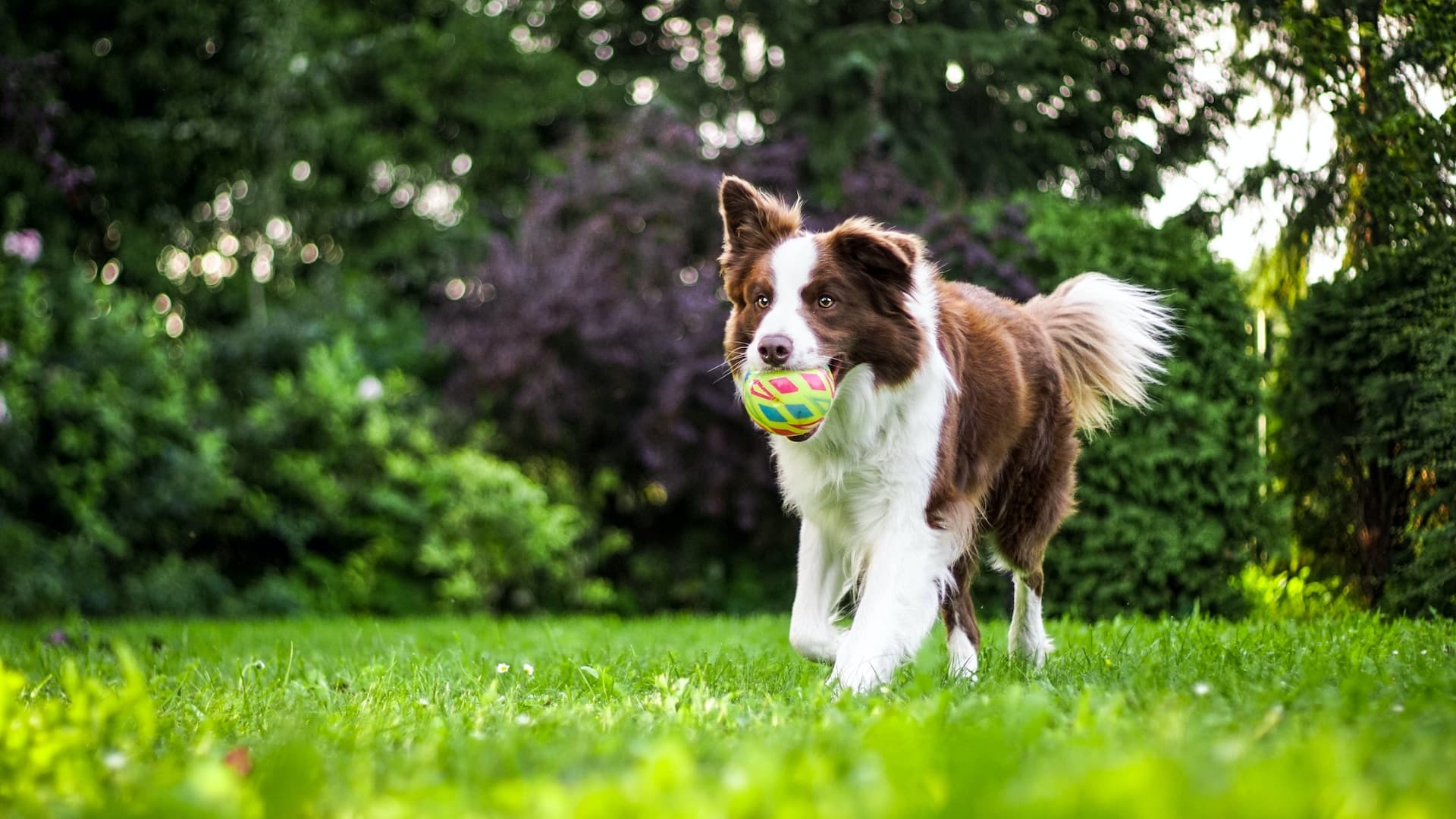 Hundetrainer Heidelberg