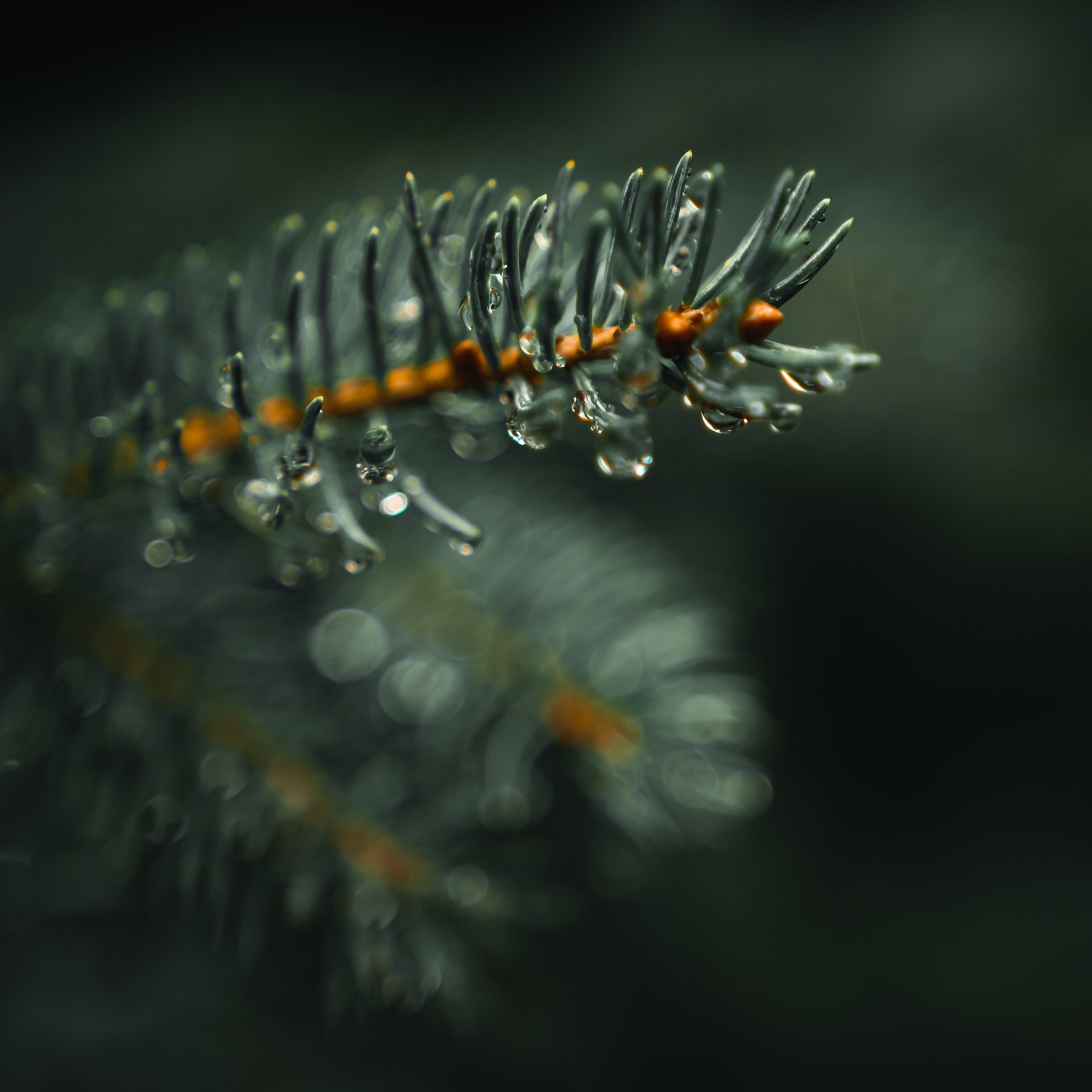 Spruce branch