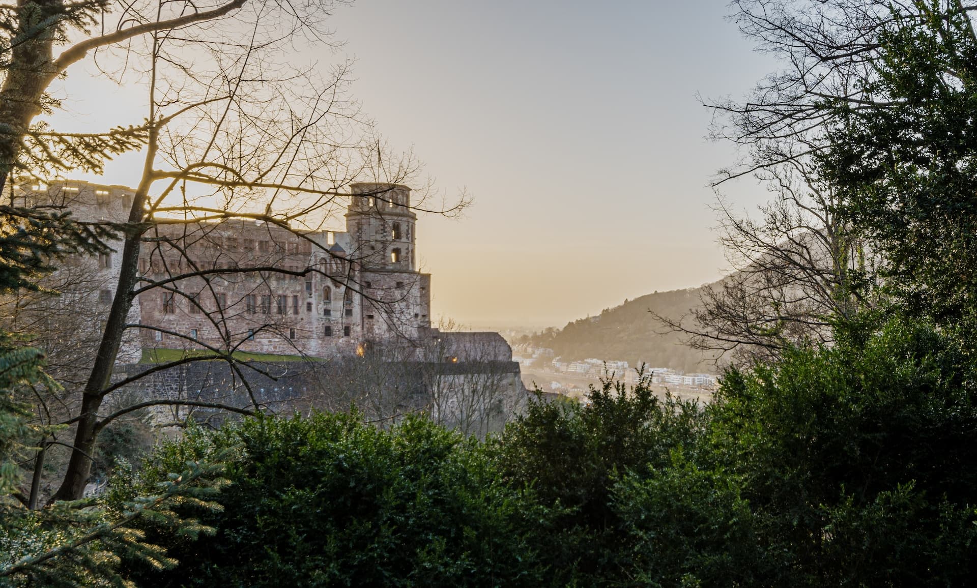 Heidelberg Castle seen through trees at sunset